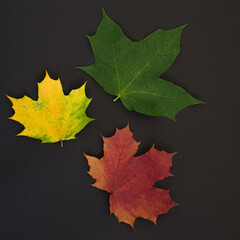 three multicolored maple lst, red, yellow, green, on a black background. The idea is autumn leaves, a sorrel for decor.