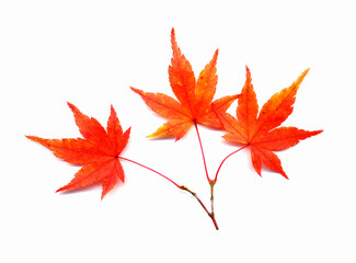 イロハモミジ紅葉