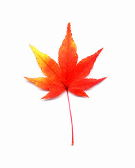 イロハモミジ紅葉