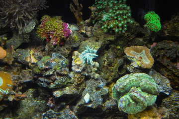 Naklejka na ściany i meble 珊瑚