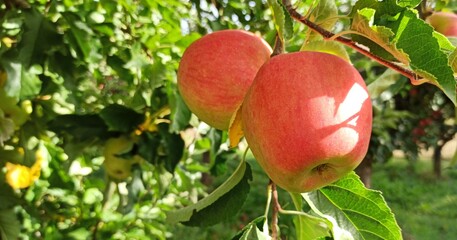 two apples  in october ready for harvesting image