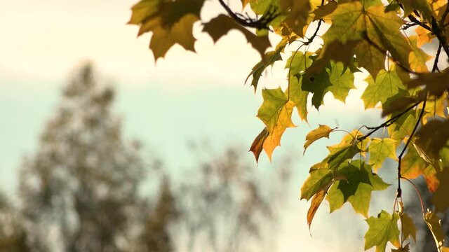 Maple leaves with yellow foliage in the wind in sunny weather
