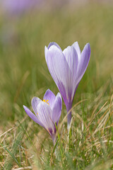 Purple crocus flowers