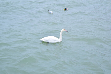Fototapeta na wymiar Top view of a white swan in the sea. Birds