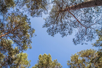 Pine forest seen upwards against the sky on a sunny day	
