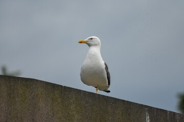 Obraz premium Edinburgh seagull on one foot 