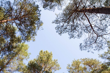 Pine forest seen upwards against the sky on a sunny day	
