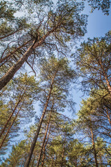 Pine forest seen upwards against the sky on a sunny day	

