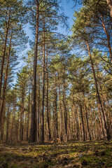 Pine forest on a sunny day