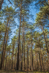 Obraz premium Pine forest on a sunny day