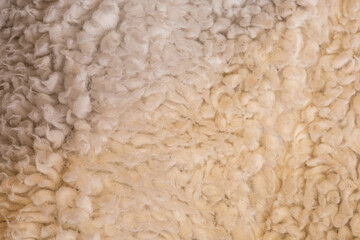 peluche