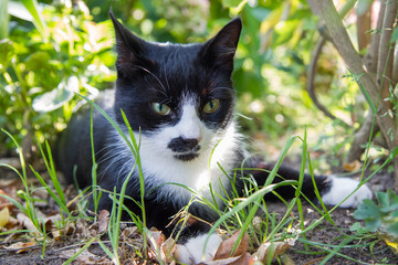 Young black and white cat resting among plants in a garden	