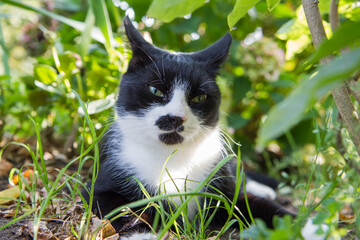 Young black and white cat resting among plants in a garden	