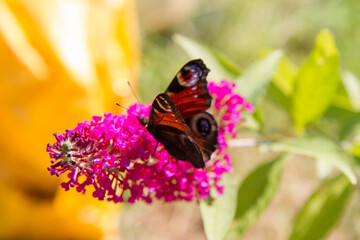 The European Peacock butterfly on buddleja davidii (summer lilac) flowers	
