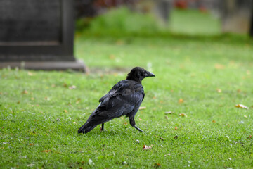 crow in the famous city cemetery of edinburgh