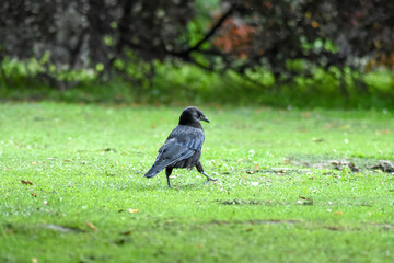 crow in the famous city cemetery of edinburgh