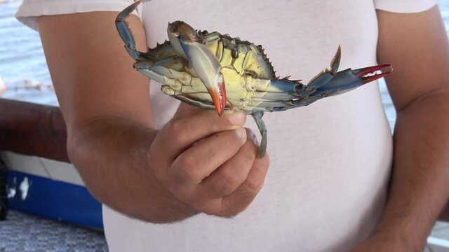 Dalyan, Turkey - 24th of September 2020: 4K Man is holding a blue crab just cought from boat

