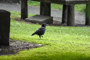 crow on the grass of a cemetery in edinburgh