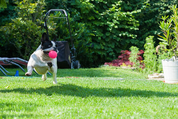 Spielende Französische Bulldogge