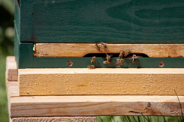 Entrance to beehive close-up. Bees gather by the hole of hive. Sunny day.