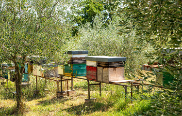 Colored beehives for honey production.