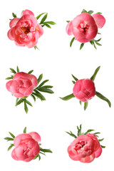 Set of beautiful coral peony flowers on white background