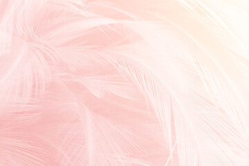 Beautiful light pink feather pattern texture background