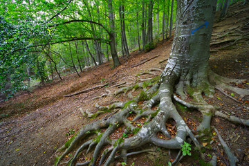 Trail in the forest made of bare tree roots. A lot of tree roots in the forest