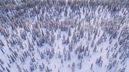 Aerial view from drone of snowy pines of endless coniferous forest trees in Lapland National park, bird’s eye scenery  view of natural landmark in Riisitunturi on winter season at sunset golden light