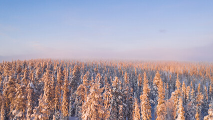 Aerial view from drone of snowy pines of endless coniferous forest trees in Lapland National park, bird’s eye scenery  view of natural landmark in Riisitunturi on winter season at sunset golden light