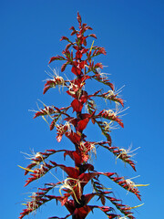Bromeliad inflorescence (Alcantarea imperialis) and blue sky