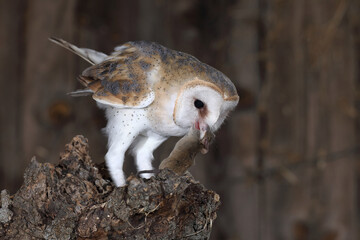 Barn owl (Tyto alba) White or common owl perched on a log, eating a mouse