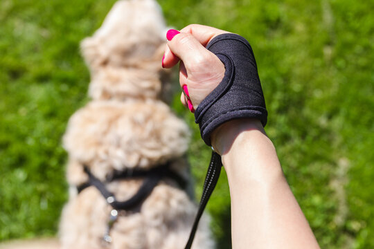 Girl Walking The Dog On A Leash For Running, Point Of View (POV).