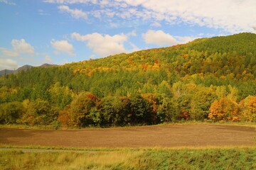 Soft focus of autumn view with colorful leave on tree and blue sky in autumn. View from running car's window. Nature and outdoor concept.