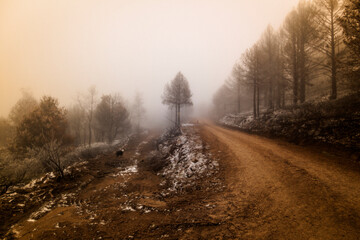 Obraz premium Fire in the Sierra de Guadarrama National Park. Winter picture, frozen trees. La Granja de San Ildefonso, Segovia. Castile and Leon.