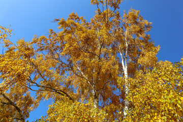 Fototapeta premium Yellow tree birch with blue sky in the fall. Beautiful bright autumn view with leaves and branches lit by natural sunlight.