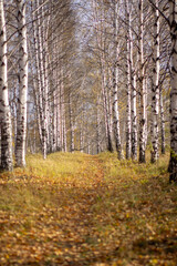 Birch grove in Golden sunlight on a clear day. Path between the trees