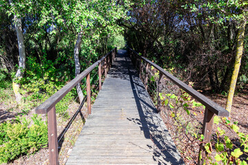 Wooden elevated pathway in woodland nature park.