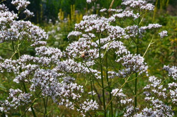 Flowering valerian (Valeriana officinalis) plant in the meadow in summer
