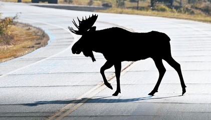 Silhouette of Moose Crossing