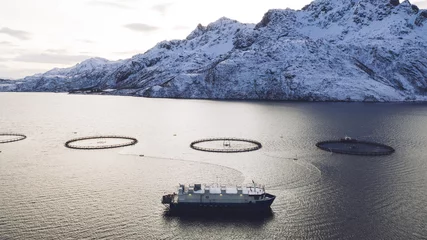 Fototapeten Polarkreis Salmon fish farming in Norway sea. Food industry, traditional craft production, environmental conservation. Aerial view of round mesh for growing and catching fish in arctic water surrounded by fjords  © BullRun