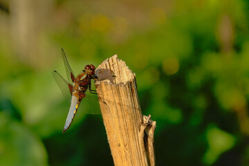 Blue dragonfly sitting on a wood poleclose-up, view from the back with bokeh background