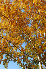 Yellow tree birch with blue sky in the fall. Beautiful bright autumn view with leaves and branches lit by natural sunlight.