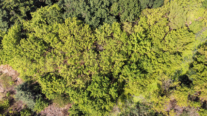 beautiful green trees in a dense deciduous forest, aerial view