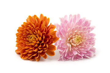 Chrysanthemenblüten