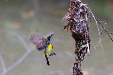 Olive backed sunbird, Father bird feeding baby