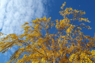 Yellow tree birch with blue sky in the fall. Beautiful bright autumn view with leaves and branches lit by natural sunlight.