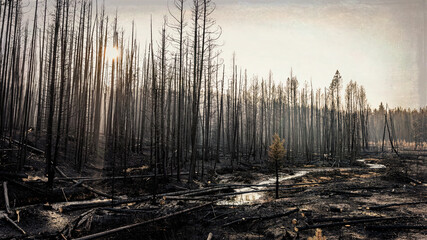 Pine forest after the Trap Creek fire north of Stanley, Idaho, in September 2020. - Powered by Adobe