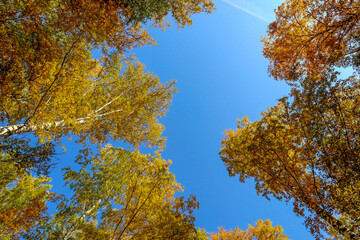 Yellow tree birch with blue sky in the fall. Beautiful bright autumn view with leaves and branches lit by natural sunlight.