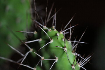 Cactus